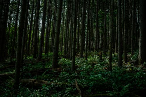 Free A tranquil view of a dense forest with tall trees and lush green undergrowth. Stock Photo