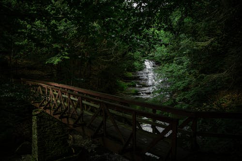 Immagine gratuita di acqua corrente, alberi, buio