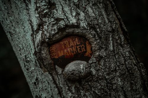 Free Close-up of a rusty trail marker embedded in a tree bark, highlighting nature's reclamation. Stock Photo