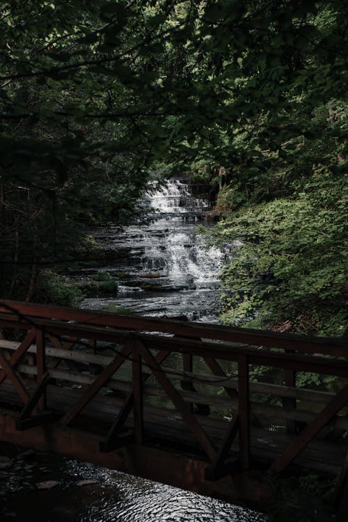 Immagine gratuita di alberi, foresta, in legno