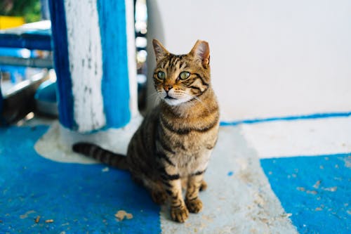 Cat Sitting on Ground