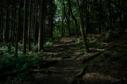 Ilmainen kuvapankkikuva tunnisteilla luonto, metsä, puisto