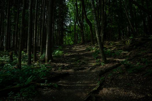 A peaceful forest trail surrounded by tall trees and lush greenery, perfect for a nature escape.