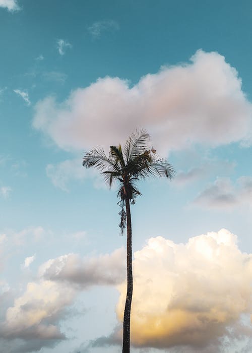 Tall Palm Tree Against the Sky