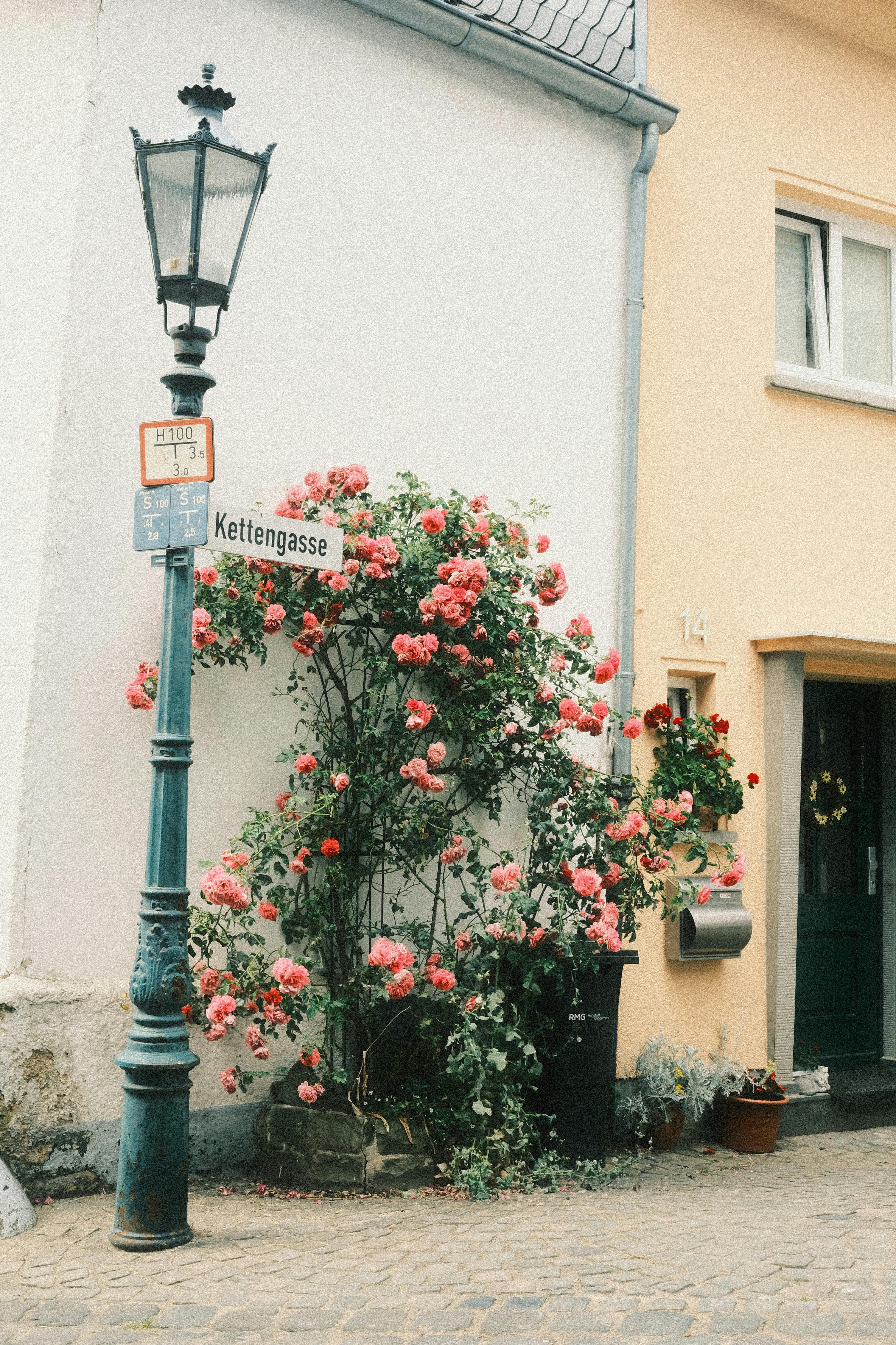 Free Cobblestone street with vintage lamp and vibrant roses in city setting. Stock Photo