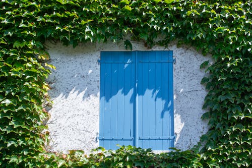 Green Ivy over Wooden Shutters