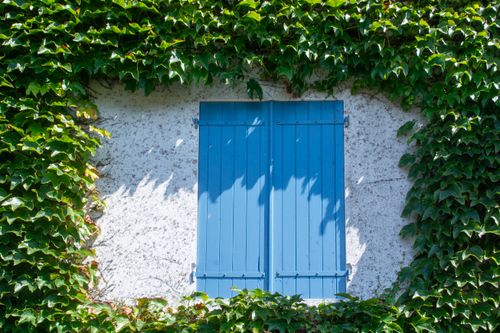 Free A vibrant ivy-covered wall with blue shutters adds rustic charm to urban architecture. Stock Photo