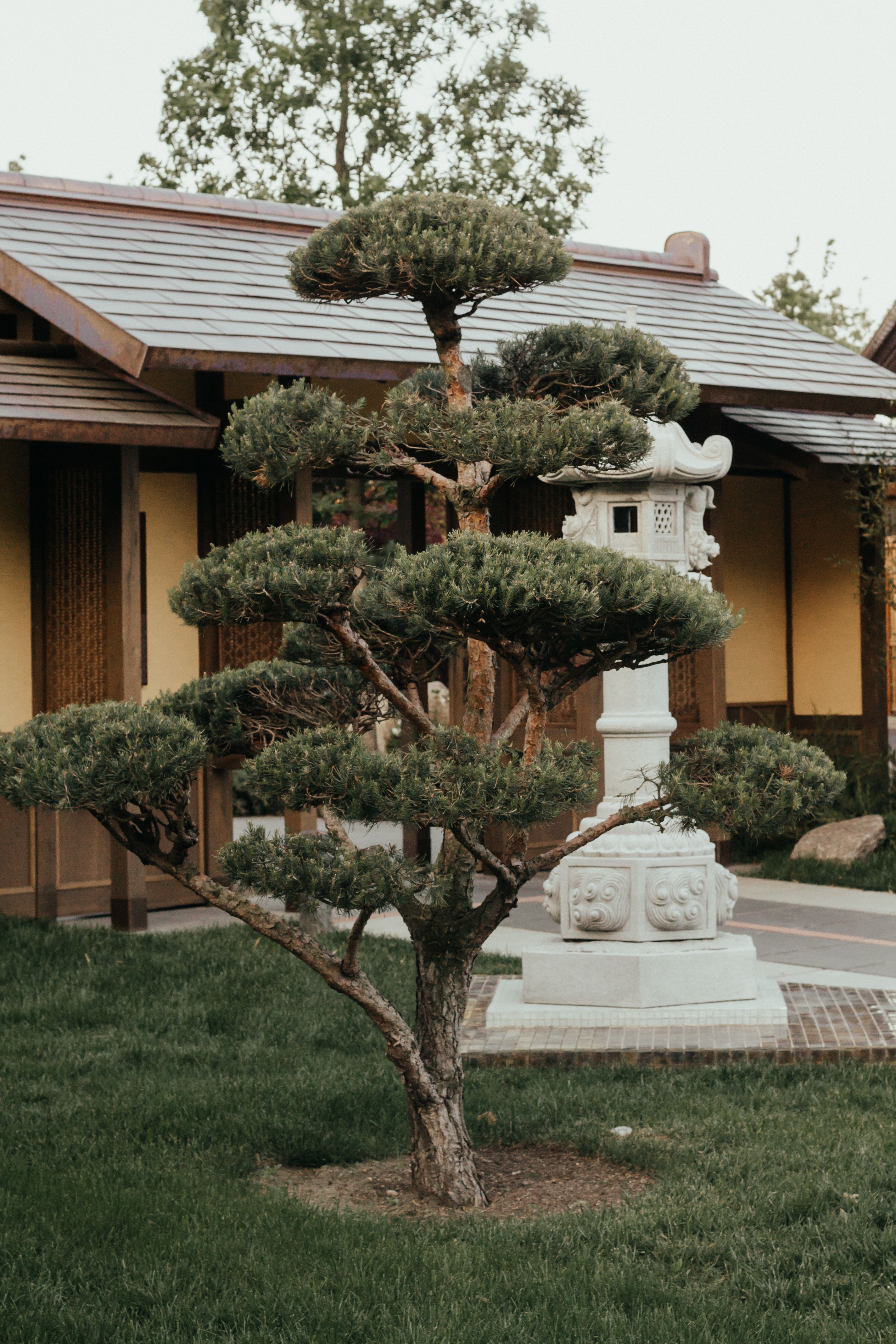 Jardim japonês com pinheiro esculpido e lanterna de pedra