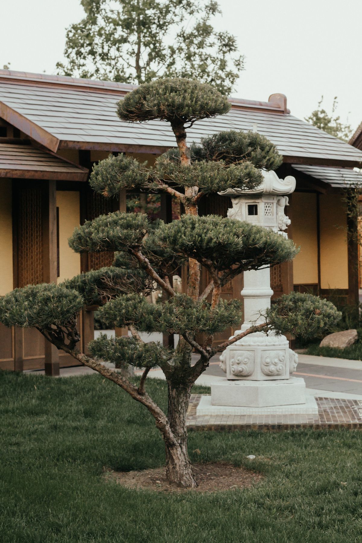Sculpted pine tree and stone lantern in a traditional Japanese strolling garden like Ritsurin in Takamatsu