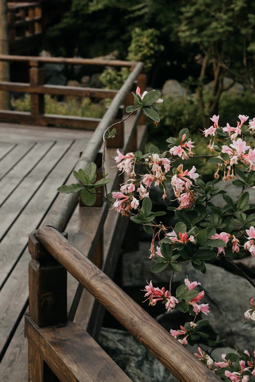 Flowers near Wooden Railing