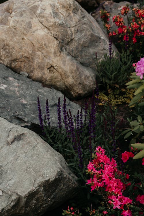 Jardín Japonés En Rusia. Parque, Flores, árboles