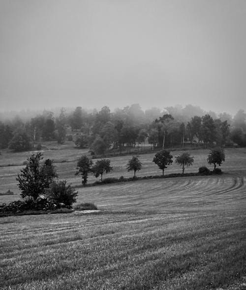 Fog over Trees on Field