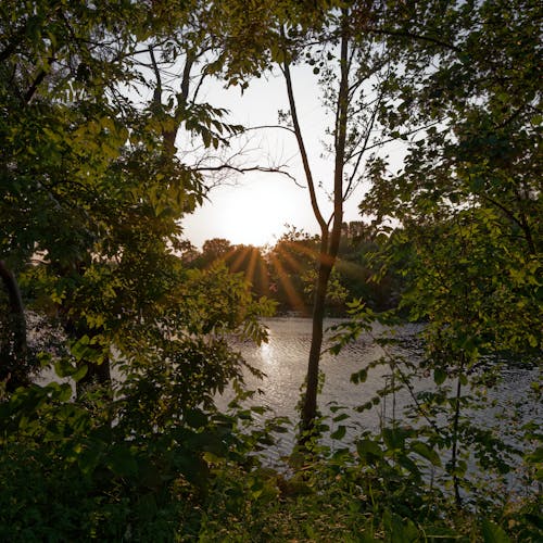 Free stock photo of beautiful sunset, fleuve, greenery