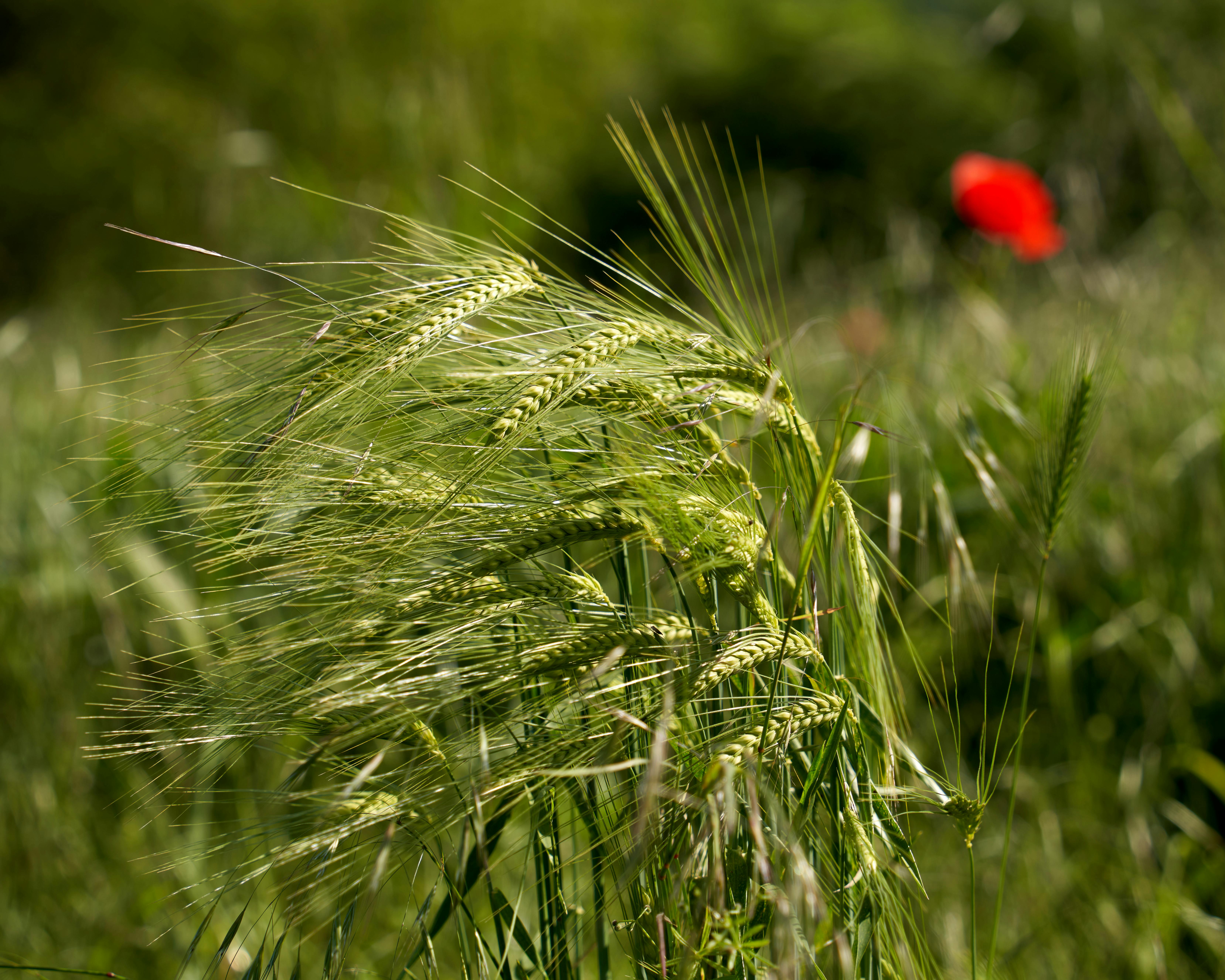 green grass wallpaper background green grass hd