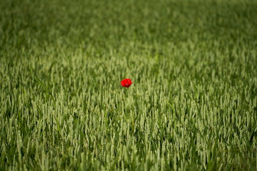 Single Poppy in Wheat Field