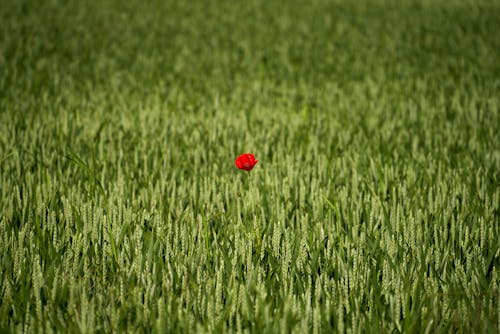 Kostnadsfri bild av blomma, blomning, ensam