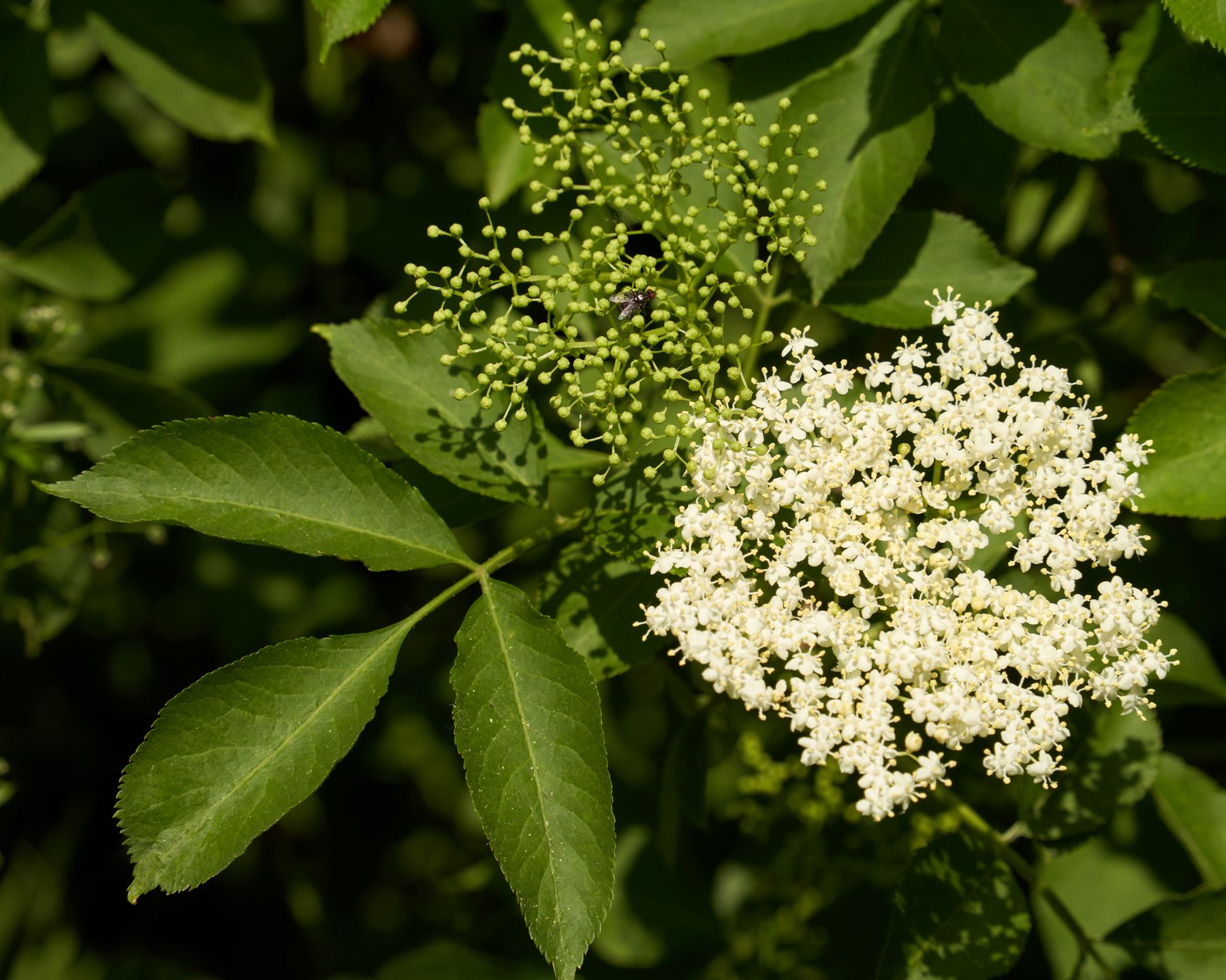 Detailed elderflower blossoms with green foliage Detailed elderflower blossoms with green foliage