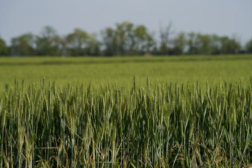 곡물, 농경지, 농업의 무료 스톡 사진