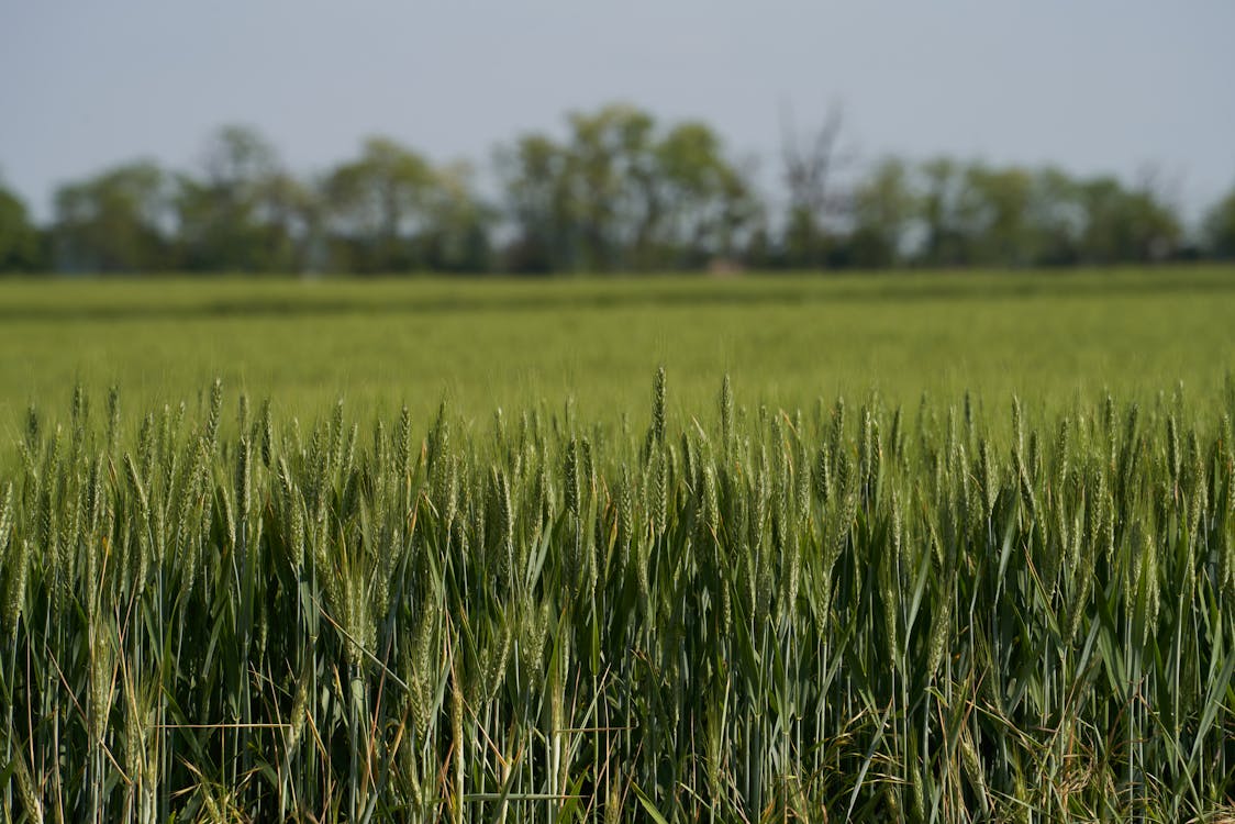 A Field of Grain