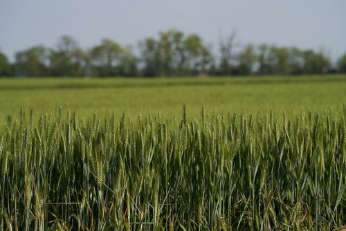 Free Expansive green wheat field under clear sky captures essence of rural summer agriculture. Stock Photo