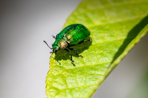 Бесплатное стоковое фото с beetle, крупный план, лист
