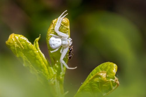 beyaz, bitki, çiçek yengeç örümceği içeren Ücretsiz stok fotoğraf