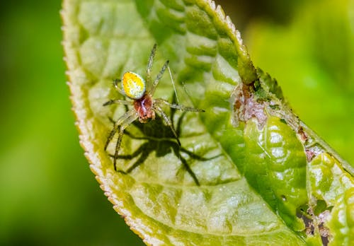 A Cucumber Green Spider Perching on a Leaf
