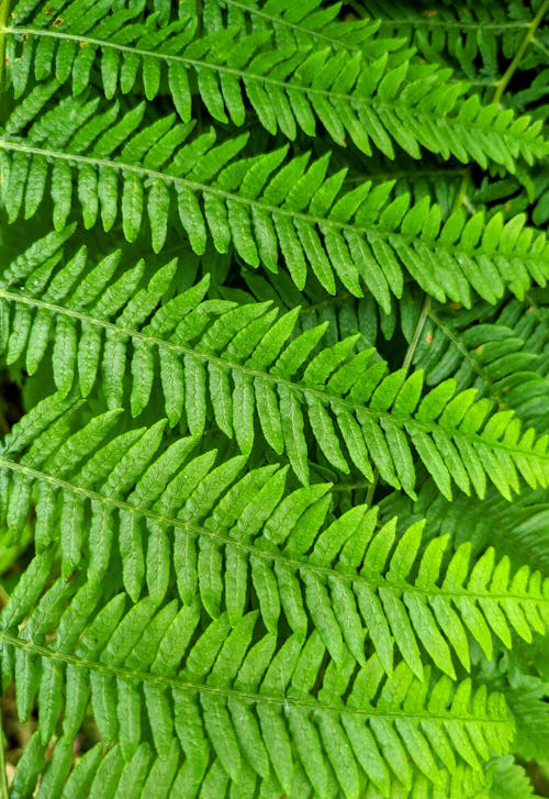 A close up of a fern leaf
