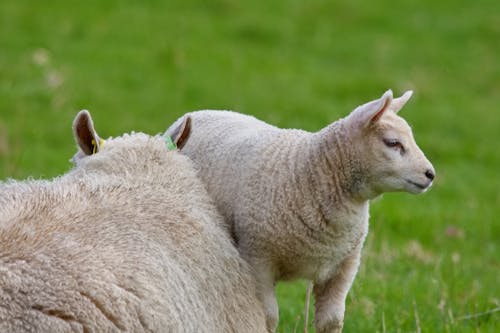 Kostenloses Stock Foto zu außerorts, grünem hintergrund, lamm