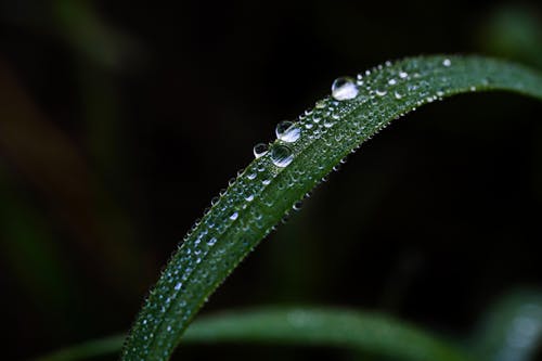 Dew Drops on a Grass Blade