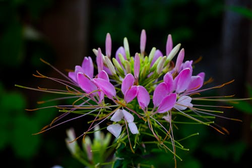 Blooming Spider Flower