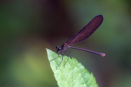 Closeup of a Purple Dragonfly Perching on a Green Leaf