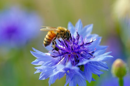Closeup of a Bee Perching on a Cornflower