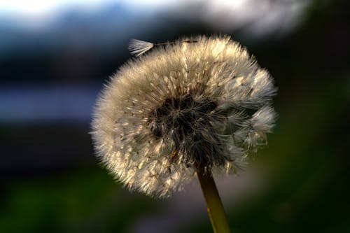 Close-up of a Dandelion