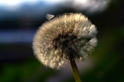 Free Detailed close-up of a dandelion seed head with backlighting, showcasing texture and summer ambiance. Stock Photo