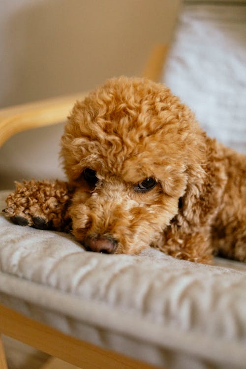 Бесплатное стоковое фото с curly, dog, poodle