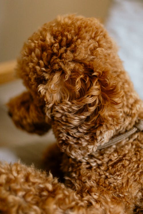 Бесплатное стоковое фото с curly, dog, poodle