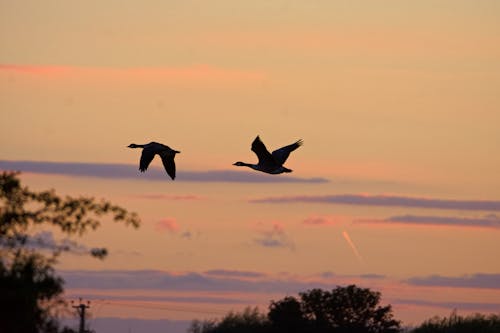 Geese in silhouette flying across the sky as the sun is setting