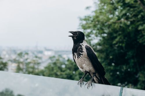 Free A hooded crow perched on a glass barrier with a cityscape background in Kyiv, Ukraine. Stock Photo
