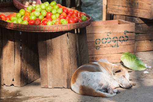 Foto d'estoc gratuïta de animal, comercialitzar, descansant