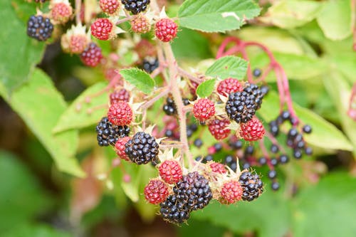 Fresh Juicy Blackberries on Green Leaves: a Deliciously Healthy Plant-Based Snack