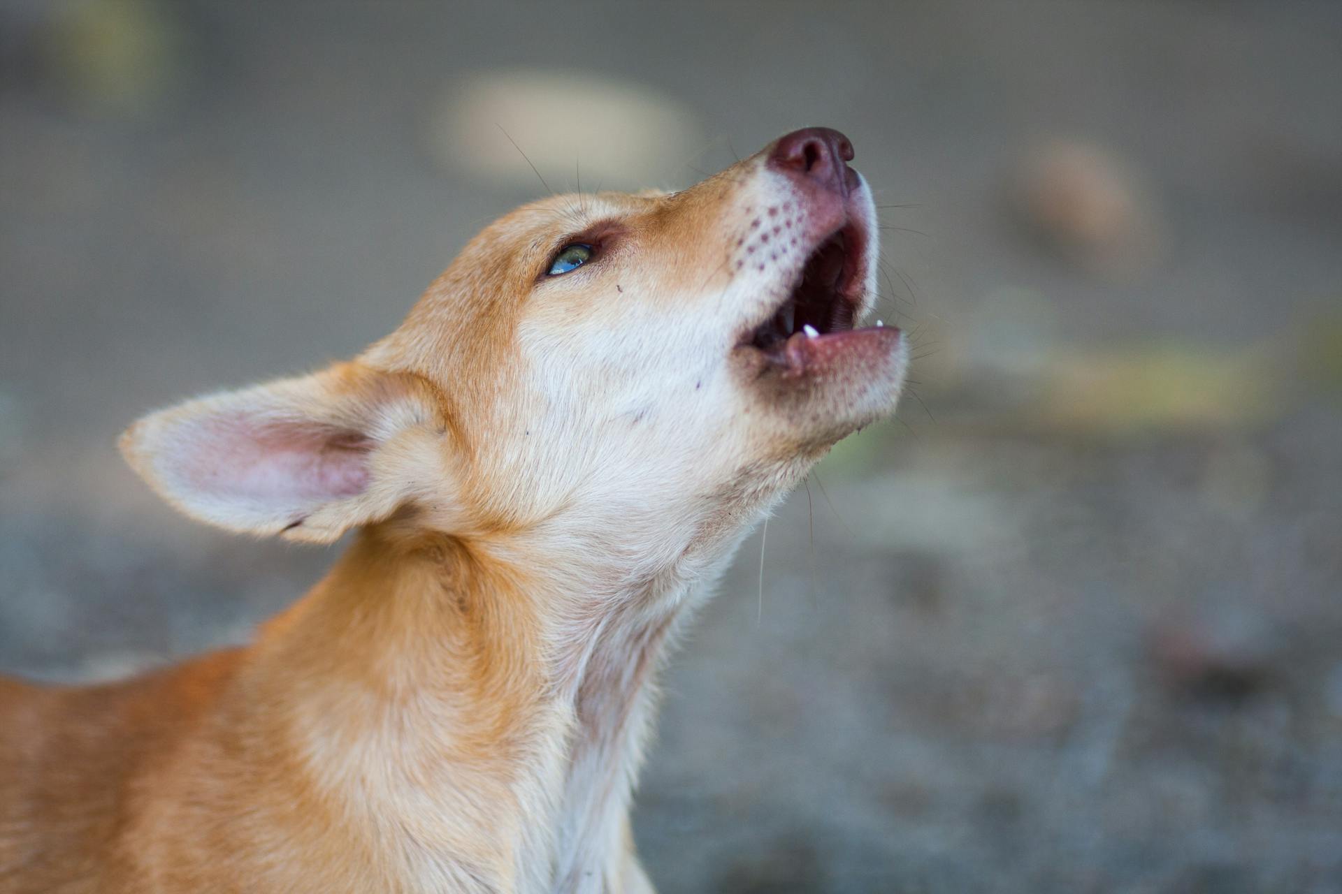 A Howling Dog