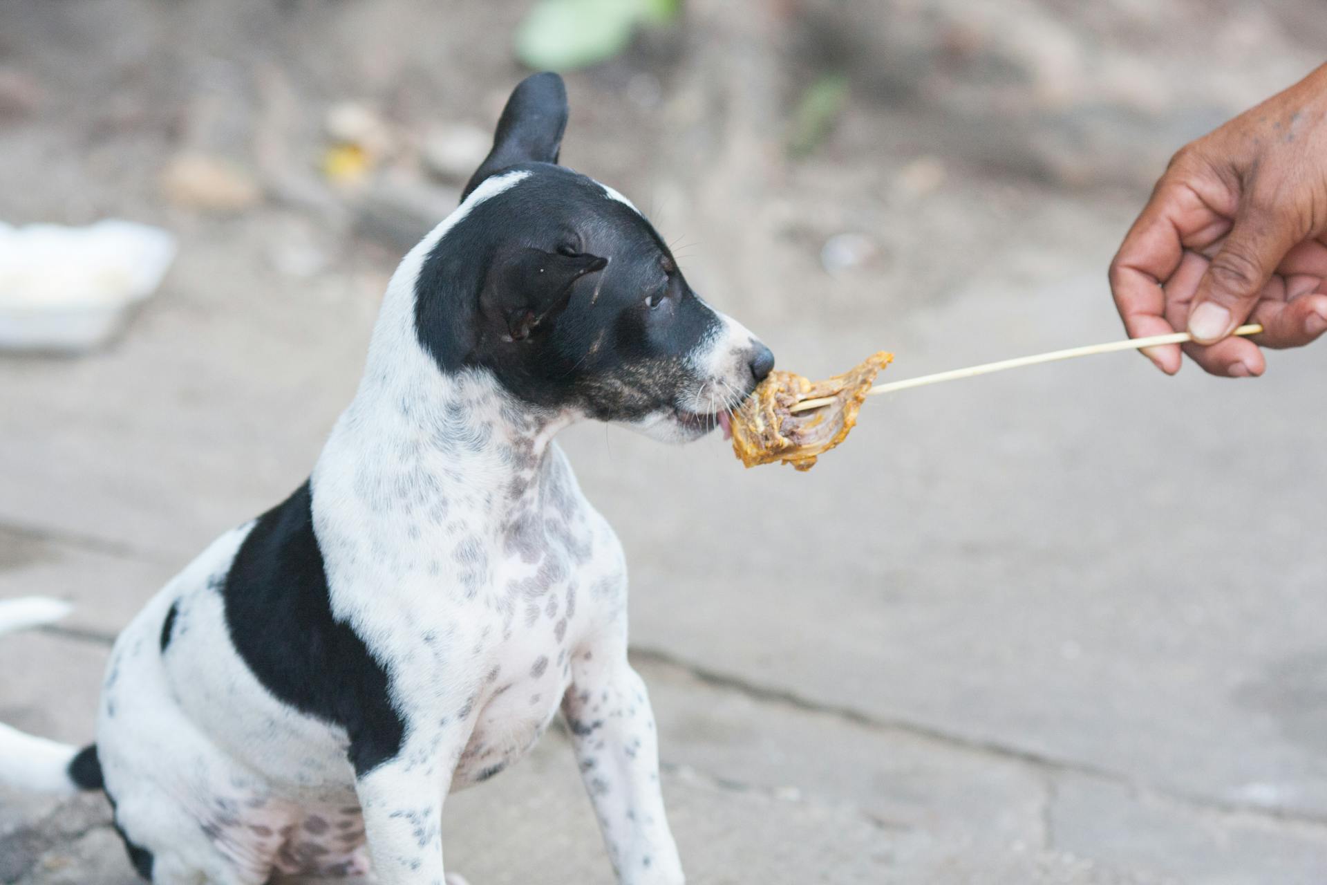 Photo of a Puppy Licking a Meat on a Stick