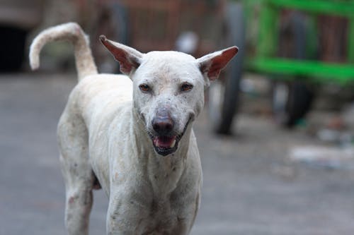 Ingyenes stockfotó állat, álló kép, fehér kutya témában Stockfotó