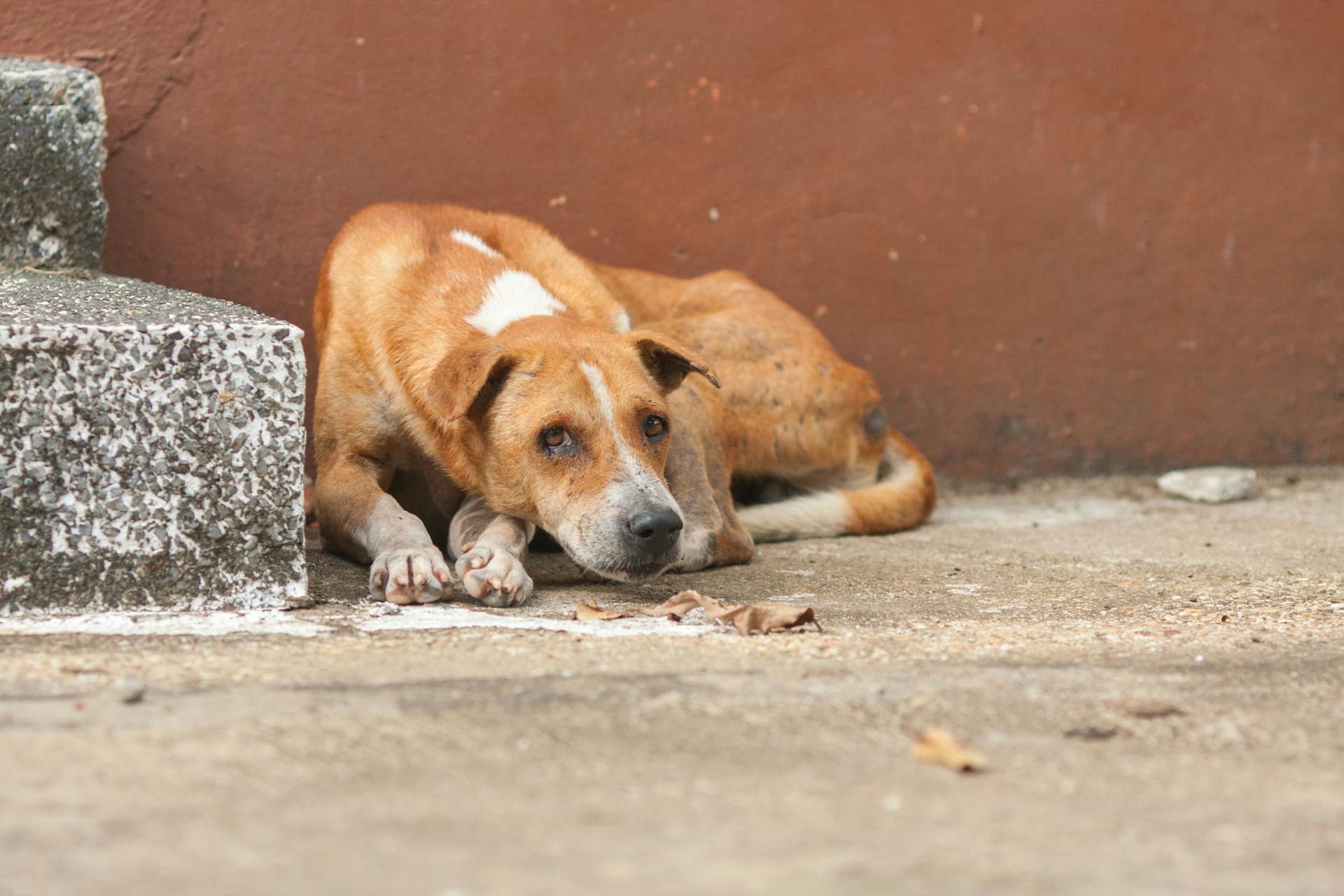 Photo d'un chien abandonné allongé près des escaliers