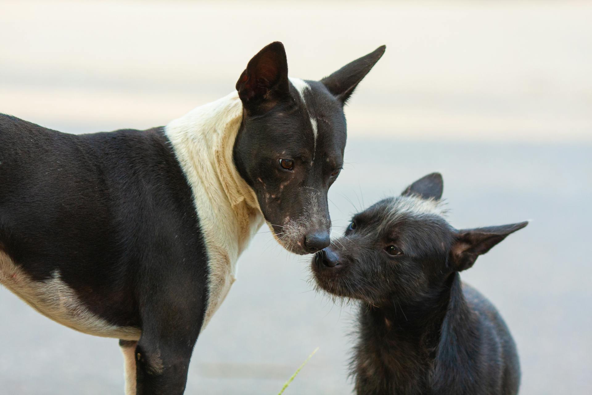 Photo of Black Dogs Nuzzling