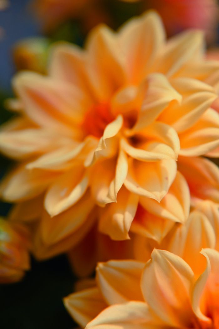 Macro study of apricot dahlia petals, by Aleksandra Sobon on Pexels