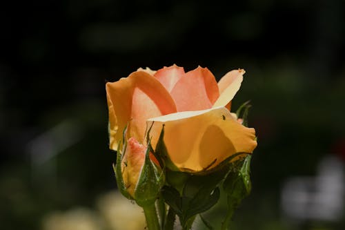 Immagine gratuita di arancia, fiore, focus selettivo