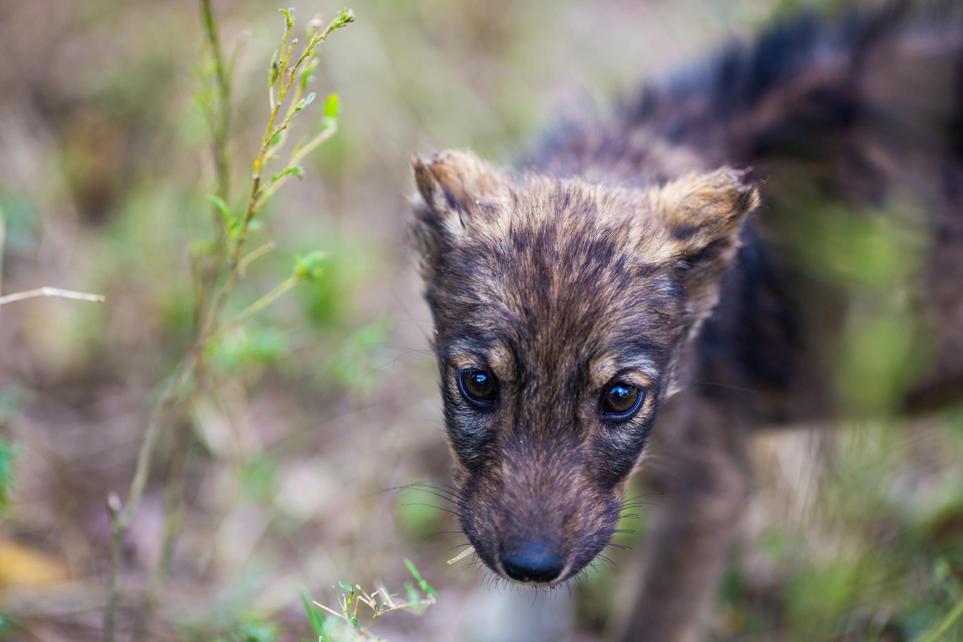 Close-up van een puppy in Meadow