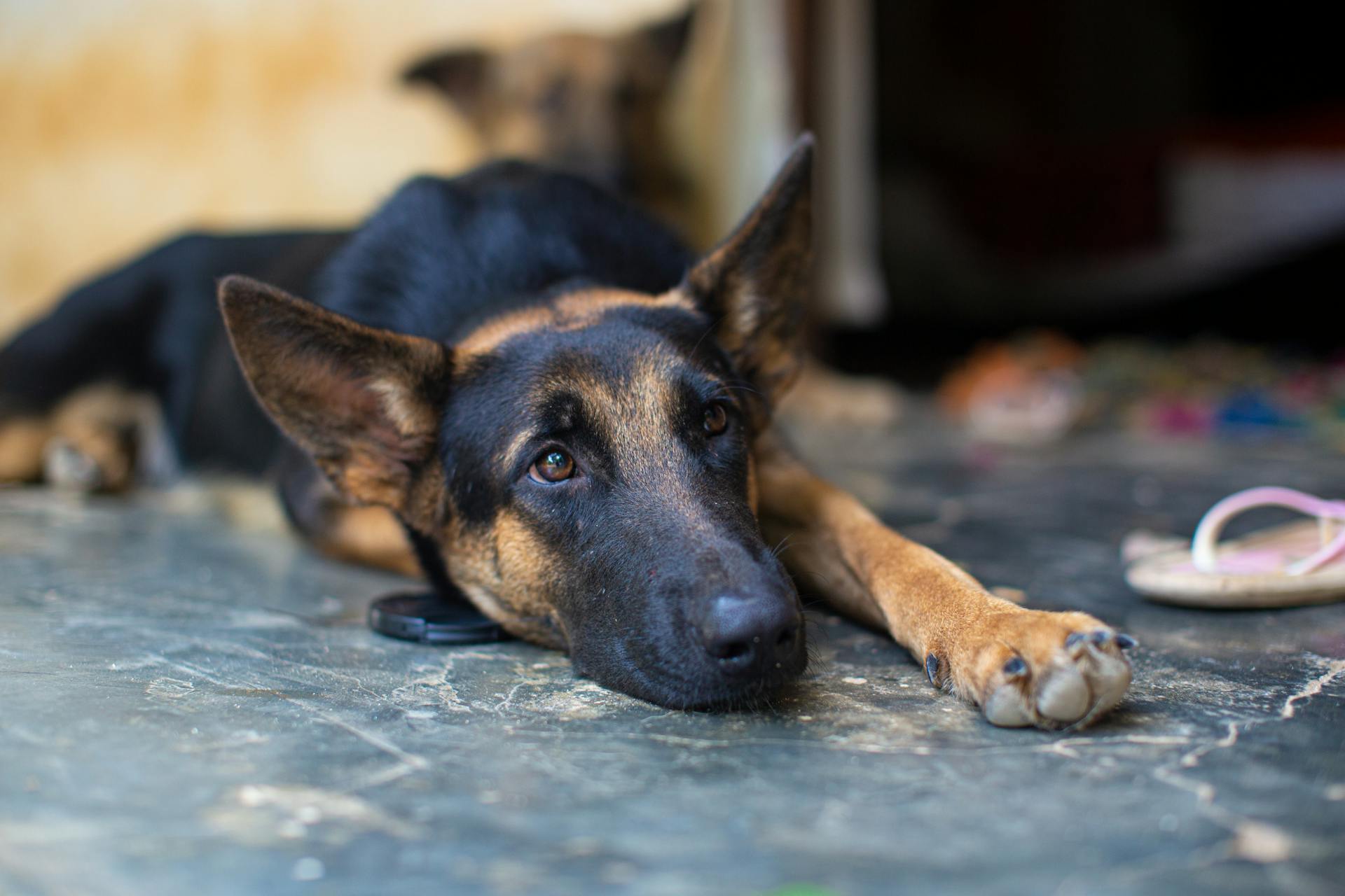 Closeup of a Black and Brown Dog Lying on a Floor